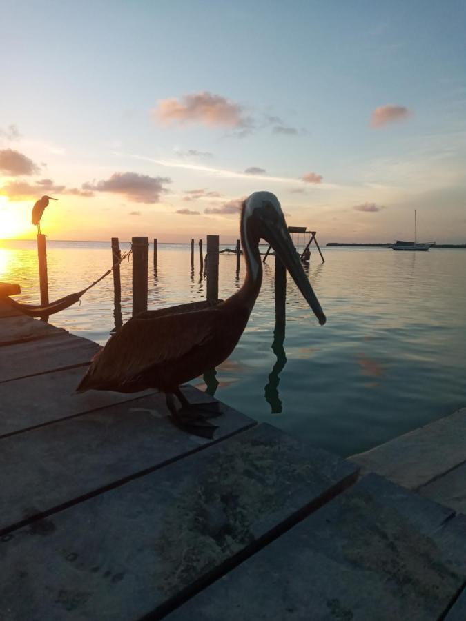 Amanda's Studios - pool&tropical garden Cayo Caulker Exterior foto