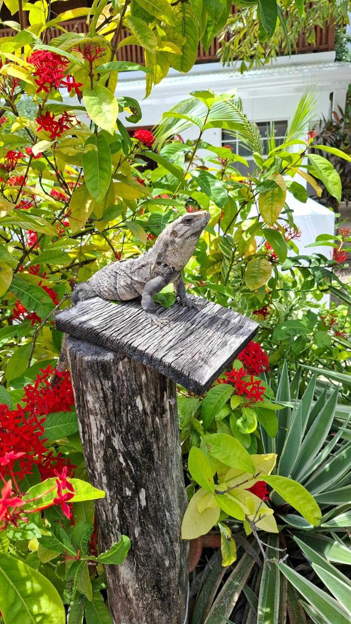 Amanda's Studios - pool&tropical garden Cayo Caulker Exterior foto